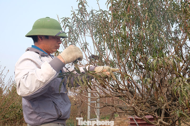 Cây cảnh dịp Tết: Chuột cõng quất lên ngôi ảnh 12
