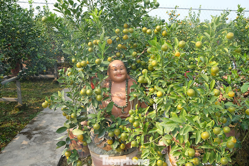 Cây cảnh dịp Tết: Chuột cõng quất lên ngôi ảnh 5