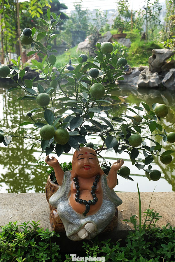 Cây cảnh dịp Tết: Chuột cõng quất lên ngôi ảnh 1