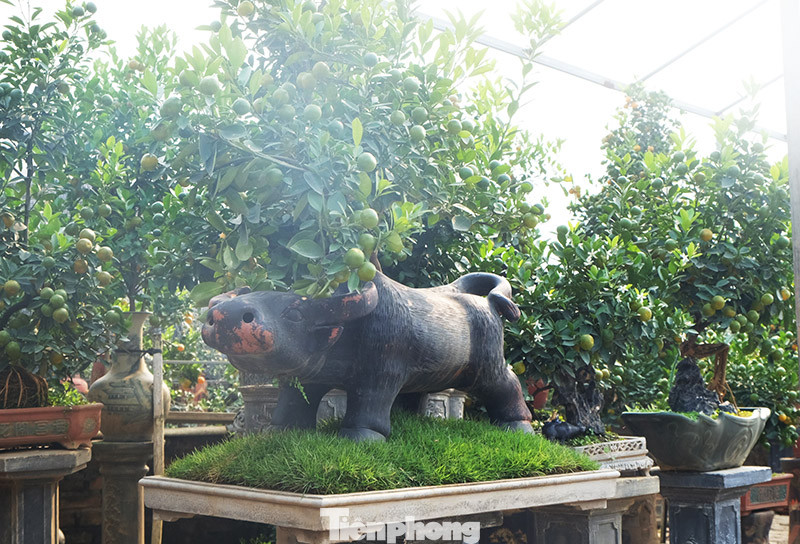 Cây cảnh dịp Tết: Chuột cõng quất lên ngôi ảnh 9