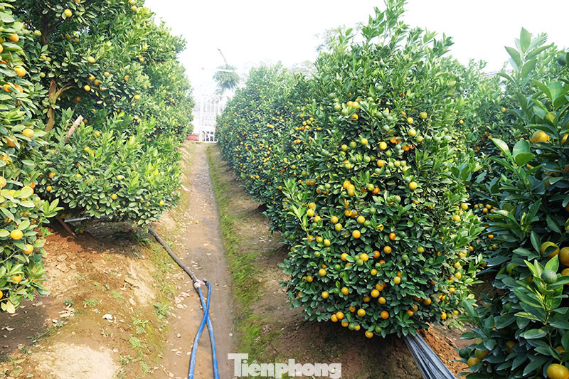 Cây cảnh dịp Tết: Chuột cõng quất lên ngôi ảnh 11