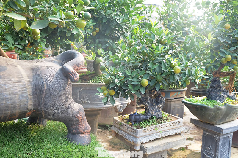 Cây cảnh dịp Tết: Chuột cõng quất lên ngôi ảnh 8