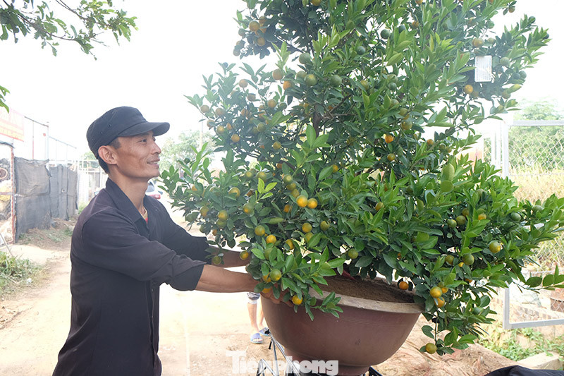 Cây cảnh dịp Tết: Chuột cõng quất lên ngôi ảnh 7