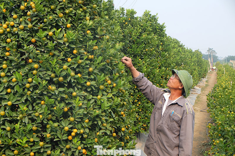 Cây cảnh dịp Tết: Chuột cõng quất lên ngôi ảnh 4