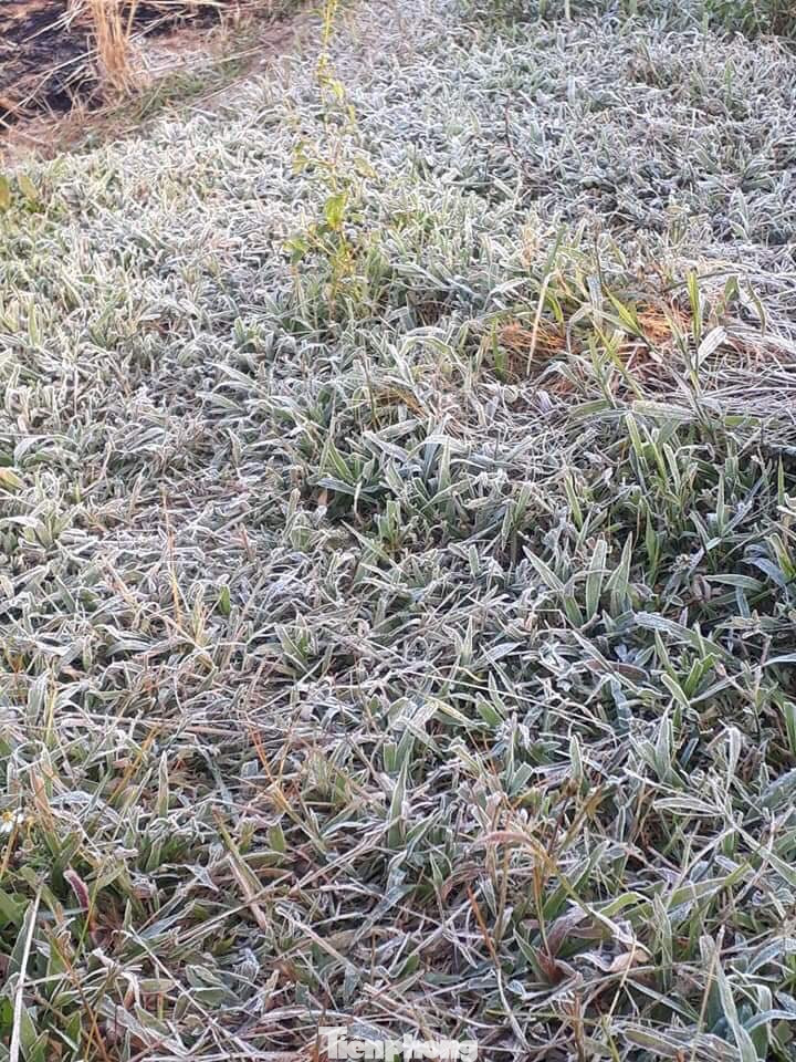 Sương muối phủ trắng cánh đồng ở Lạng Sơn trong cái rét căm căm ảnh 1