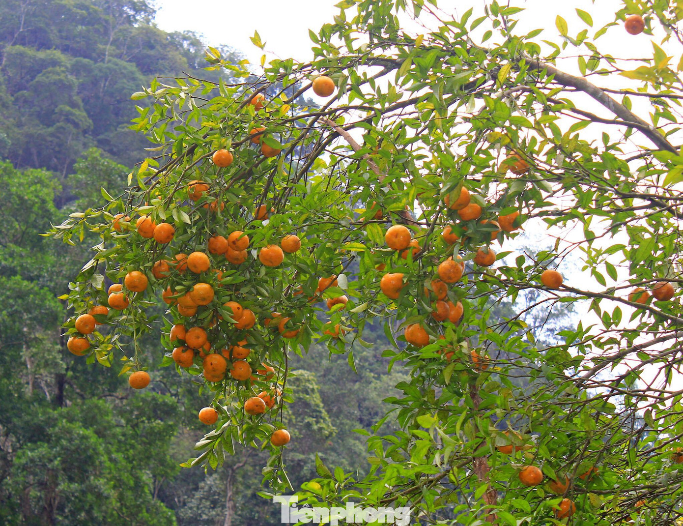 Sôi nổi Lễ hội quýt vàng Bắc Sơn ảnh 1