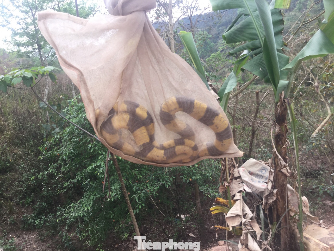 Lạng Sơn: Nhiều người bị rắn độc cắn ảnh 1