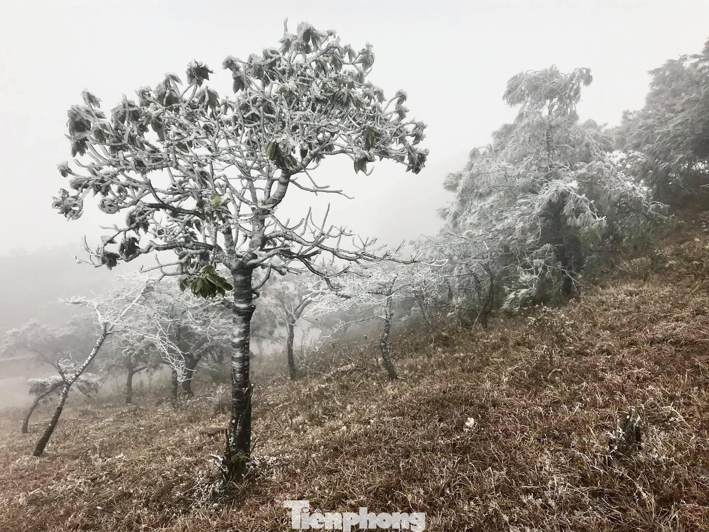 Băng tuyết phủ trắng Mẫu Sơn, hàng trăm người đổ lên xem gây tắc đường ảnh 1