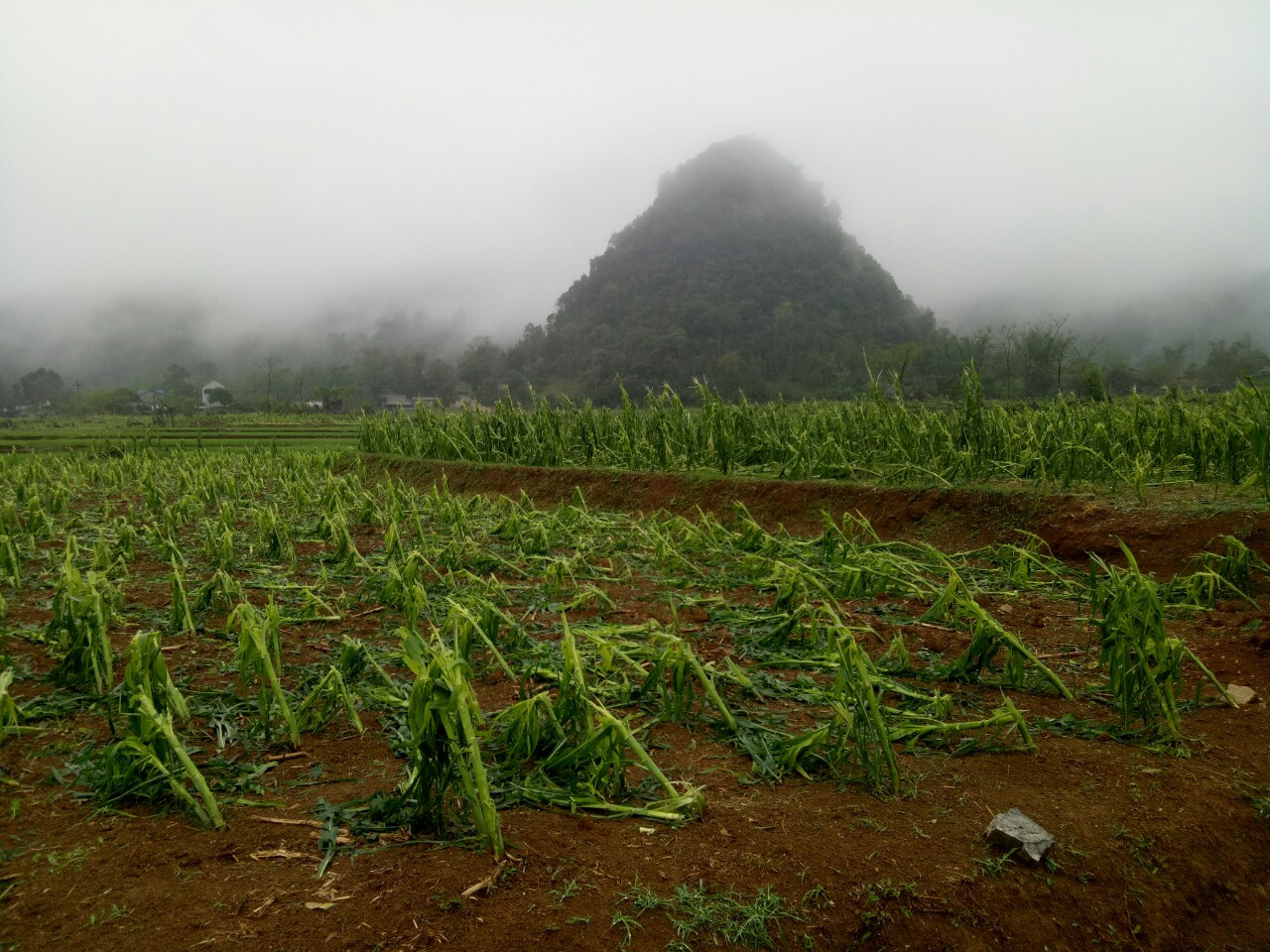 Giông lốc, mưa đá cuốn bay 11 lều bạt phòng chống COVID -19 ở biên giới ảnh 15