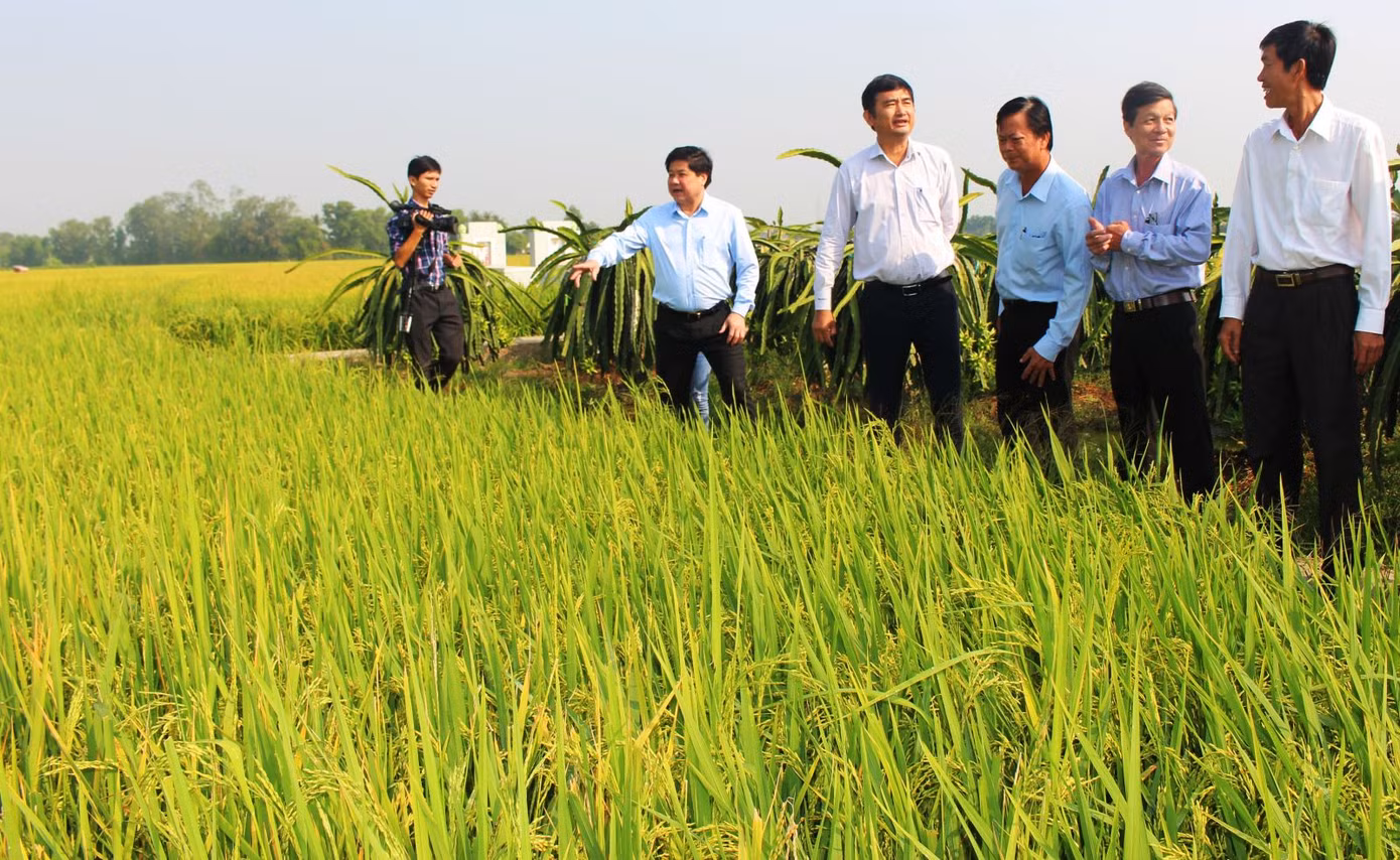 Lo nguồn cung gạo dịp COVID-19, cấp bách bảo vệ 1,1 triệu ha lúa Đông Xuân ảnh 1