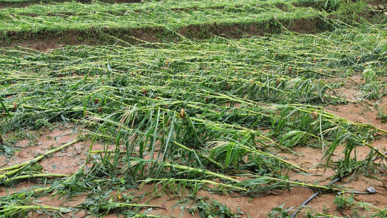 Mưa đá, dông lốc làm 3 người chết, gần 6.000 nhà bị hư hỏng ảnh 2