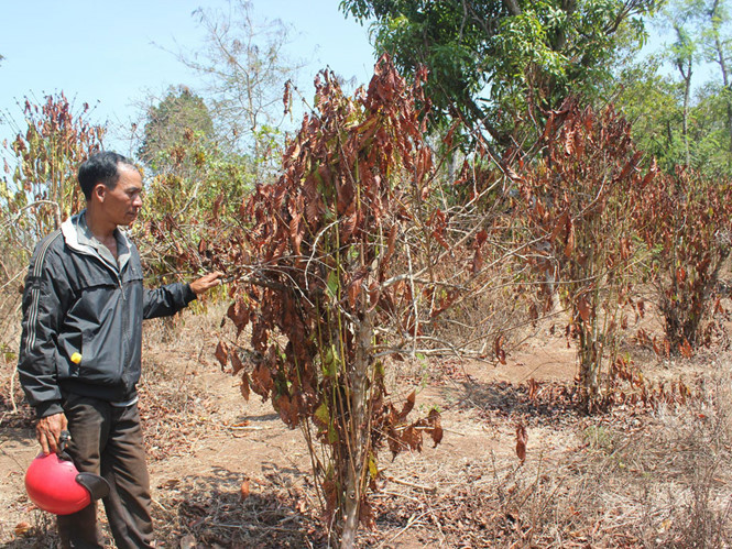 Tây Nguyên khả năng có mưa dông, kèm lốc, sét giữa mùa khô hạn ảnh 1