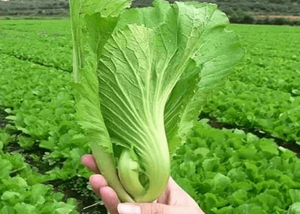 Những loại rau quả dễ bị 'phun đẫm' hóa chất, cẩn trọng khi mua ảnh 3