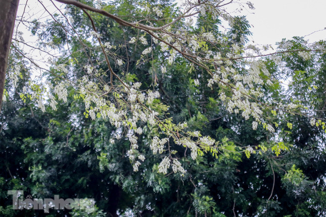 Ngắm hoa sưa 'phủ tuyết' phố phường Hà Nội ảnh 6