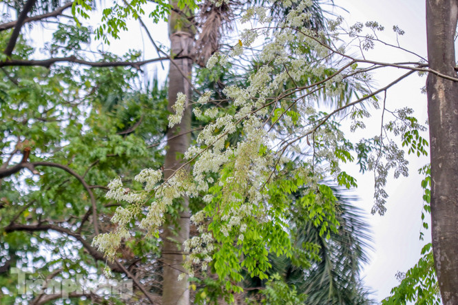 Ngắm hoa sưa 'phủ tuyết' phố phường Hà Nội ảnh 8