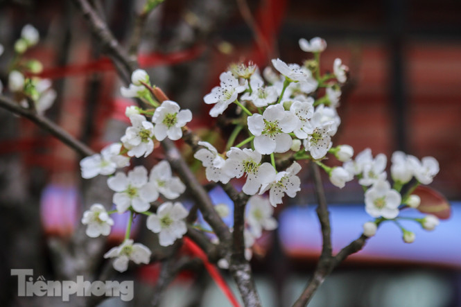 Người dân Hà Thành bỏ tiền triệu mua hoa lê chơi sau Tết ảnh 10