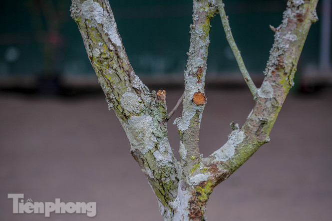 Người dân Hà Thành bỏ tiền triệu mua hoa lê chơi sau Tết ảnh 16