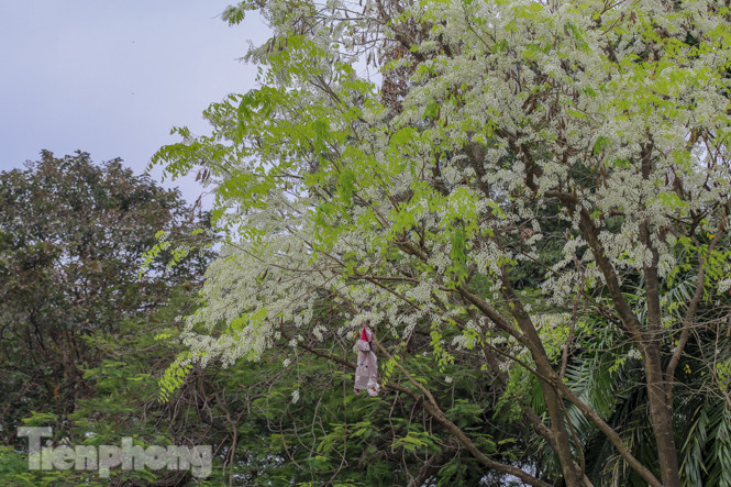 Ngắm hoa sưa 'phủ tuyết' phố phường Hà Nội ảnh 2