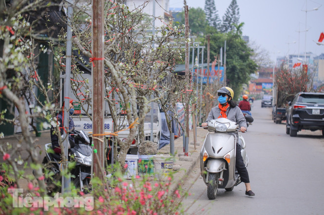 Người dân Hà Thành bỏ tiền triệu mua hoa lê chơi sau Tết ảnh 17