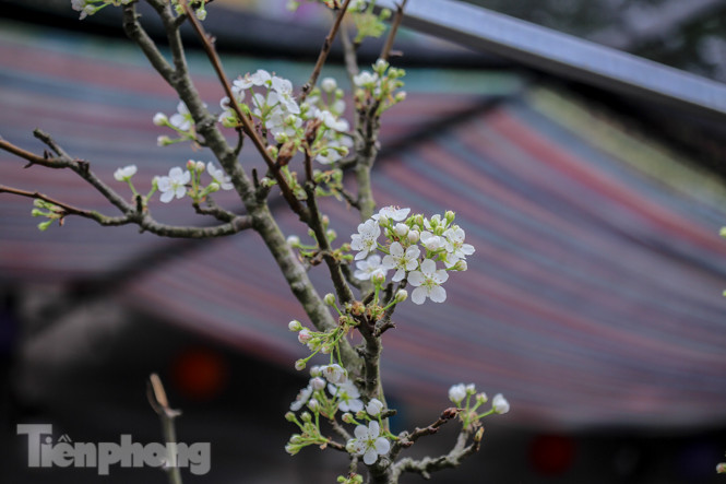 Người dân Hà Thành bỏ tiền triệu mua hoa lê chơi sau Tết ảnh 15