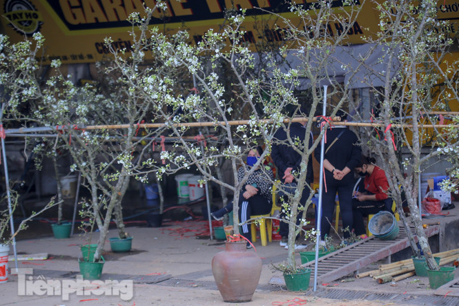 Người dân Hà Thành bỏ tiền triệu mua hoa lê chơi sau Tết ảnh 19
