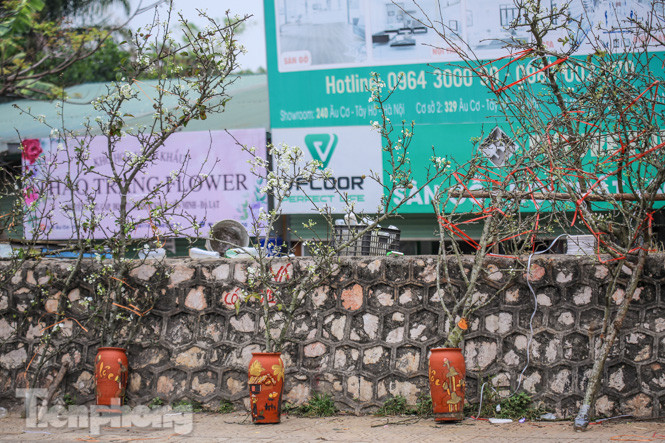 Người dân Hà Thành bỏ tiền triệu mua hoa lê chơi sau Tết ảnh 8