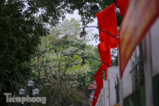 Ngắm hoa sưa 'phủ tuyết' phố phường Hà Nội ảnh 16