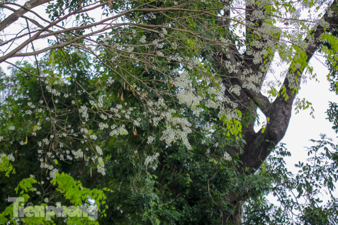 Ngắm hoa sưa 'phủ tuyết' phố phường Hà Nội ảnh 15