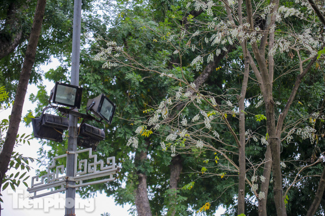 Ngắm hoa sưa 'phủ tuyết' phố phường Hà Nội ảnh 13