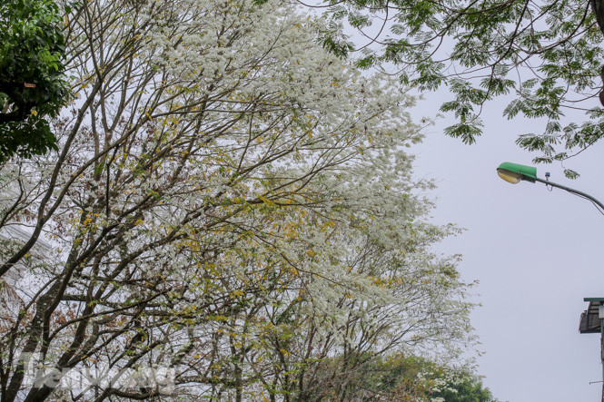 Ngắm hoa sưa 'phủ tuyết' phố phường Hà Nội ảnh 10