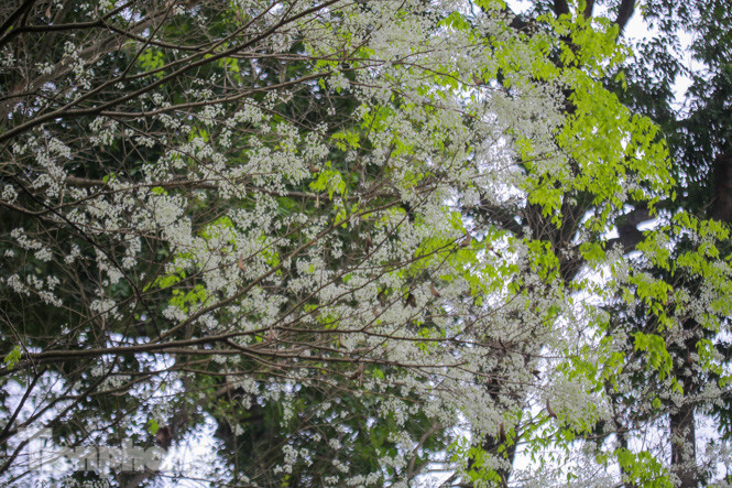 Ngắm hoa sưa 'phủ tuyết' phố phường Hà Nội ảnh 14