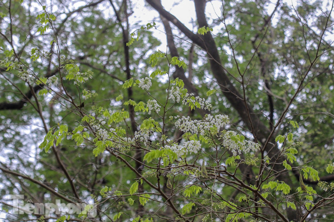 Ngắm hoa sưa 'phủ tuyết' phố phường Hà Nội ảnh 11