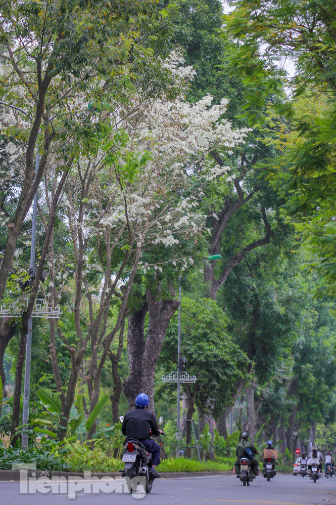 Ngắm hoa sưa 'phủ tuyết' phố phường Hà Nội ảnh 12