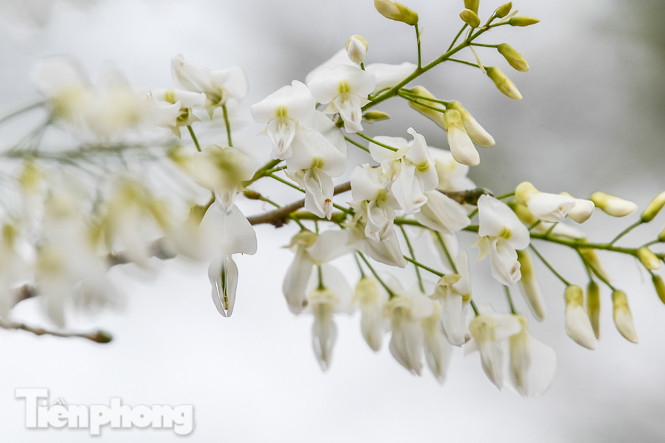 Ngắm hoa sưa 'phủ tuyết' phố phường Hà Nội ảnh 9