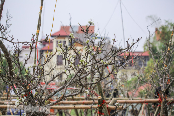 Người dân Hà Thành bỏ tiền triệu mua hoa lê chơi sau Tết ảnh 2