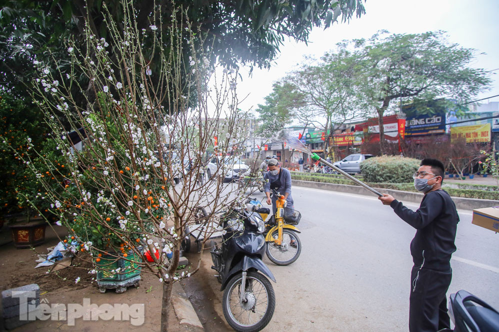 Đào cánh trắng hiếm có bạc triệu xuống phố Thủ đô ảnh 6