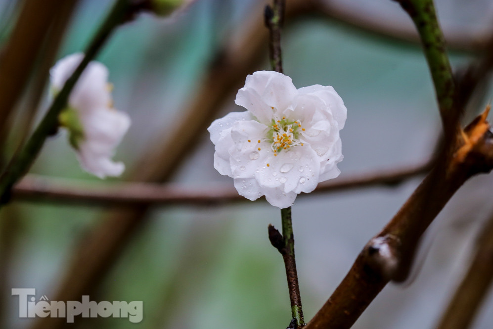 Đào cánh trắng hiếm có bạc triệu xuống phố Thủ đô ảnh 7