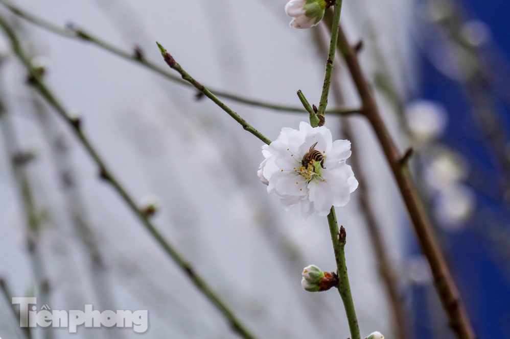 Đào cánh trắng hiếm có bạc triệu xuống phố Thủ đô ảnh 9