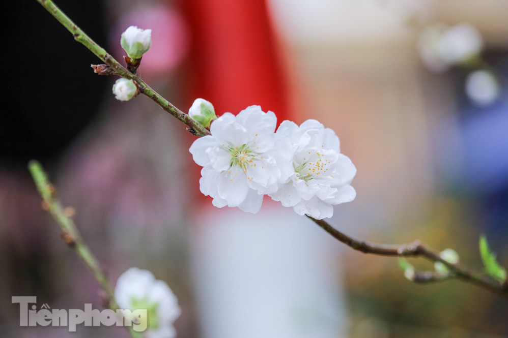 Đào cánh trắng hiếm có bạc triệu xuống phố Thủ đô ảnh 8