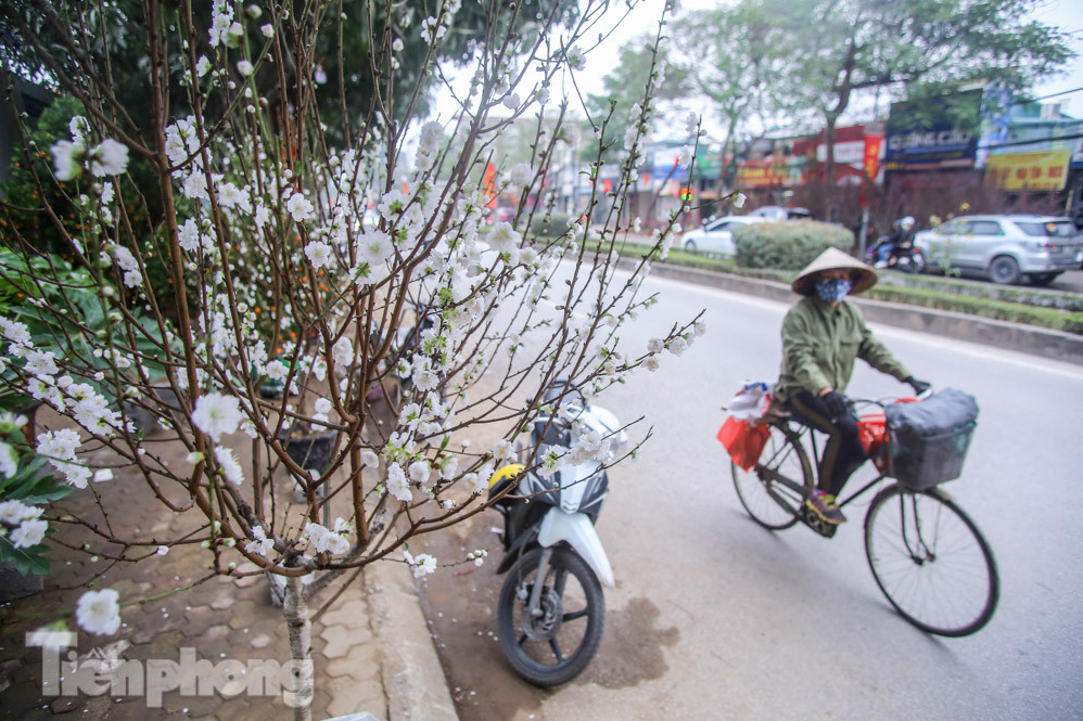 Đào cánh trắng hiếm có bạc triệu xuống phố Thủ đô ảnh 11