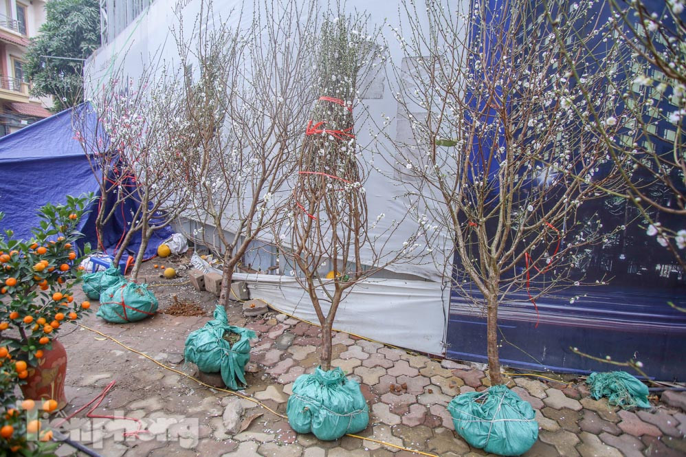 Đào cánh trắng hiếm có bạc triệu xuống phố Thủ đô ảnh 5