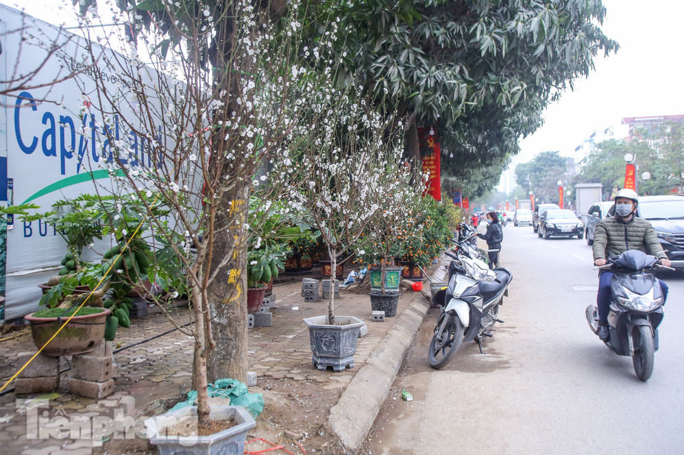 Đào cánh trắng hiếm có bạc triệu xuống phố Thủ đô ảnh 1
