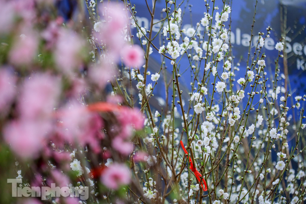 Đào cánh trắng hiếm có bạc triệu xuống phố Thủ đô ảnh 4