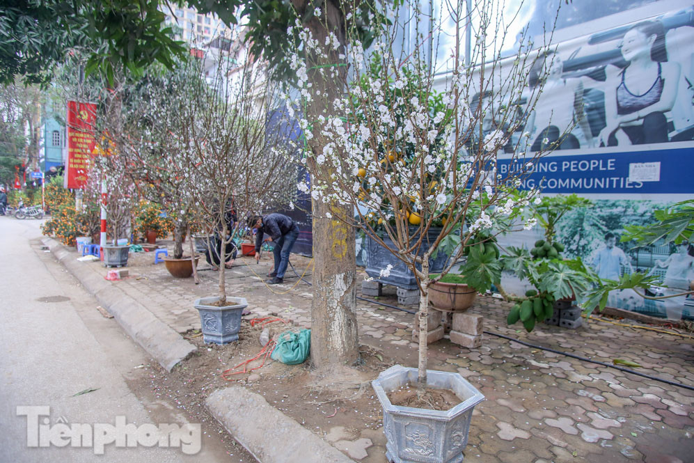 Đào cánh trắng hiếm có bạc triệu xuống phố Thủ đô ảnh 2