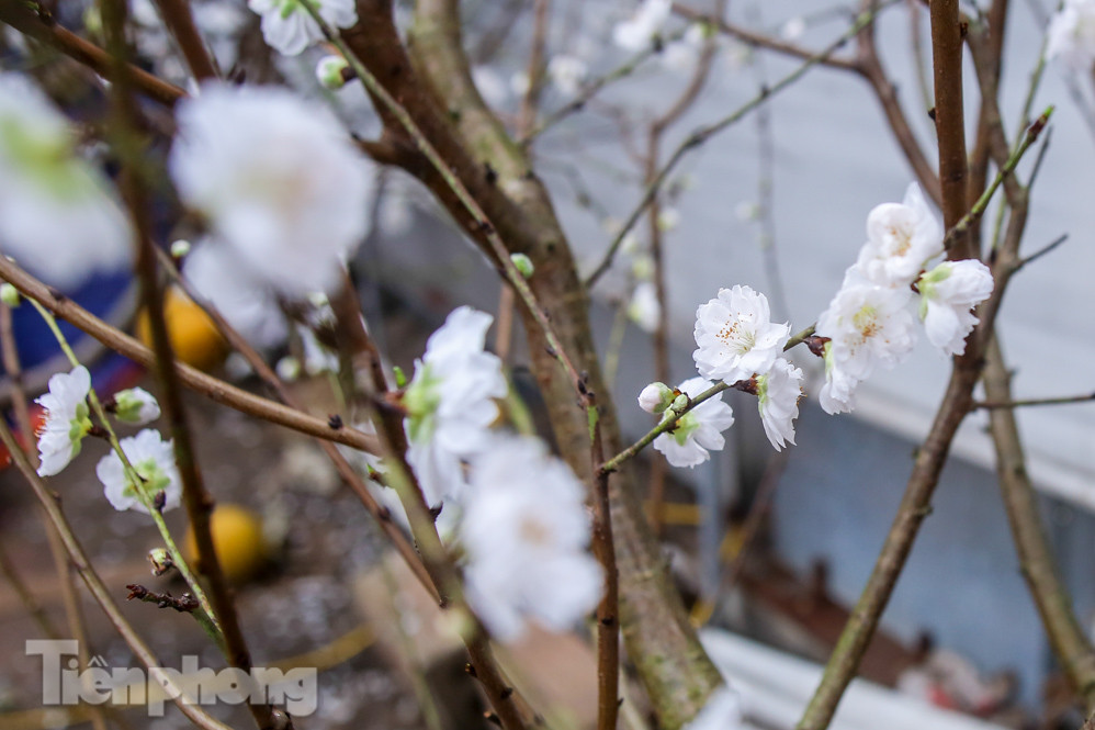 Đào cánh trắng hiếm có bạc triệu xuống phố Thủ đô ảnh 3