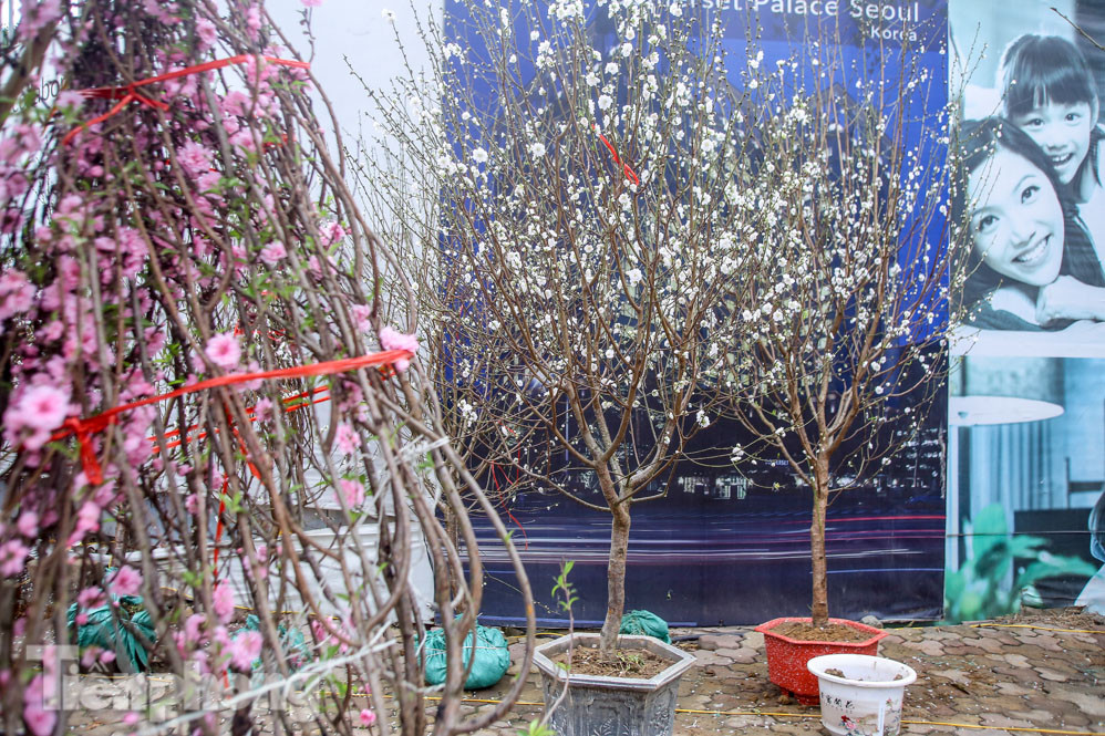 Đào cánh trắng hiếm có bạc triệu xuống phố Thủ đô ảnh 10