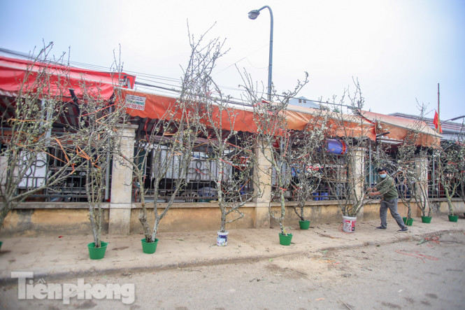 Người dân Hà Thành bỏ tiền triệu mua hoa lê chơi sau Tết ảnh 12