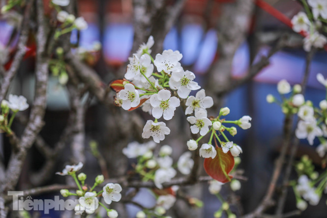 Người dân Hà Thành bỏ tiền triệu mua hoa lê chơi sau Tết ảnh 9