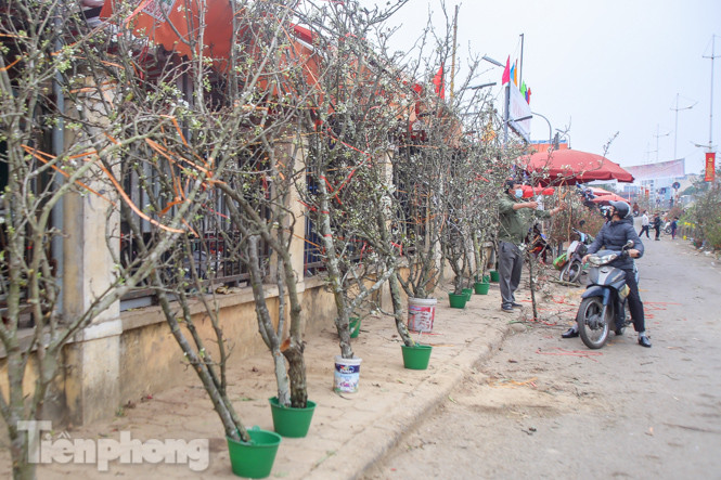 Người dân Hà Thành bỏ tiền triệu mua hoa lê chơi sau Tết ảnh 11