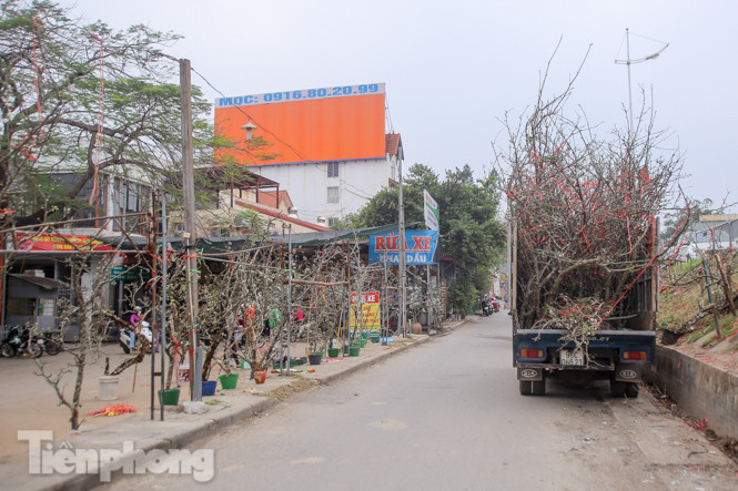 Người dân Hà Thành bỏ tiền triệu mua hoa lê chơi sau Tết ảnh 18